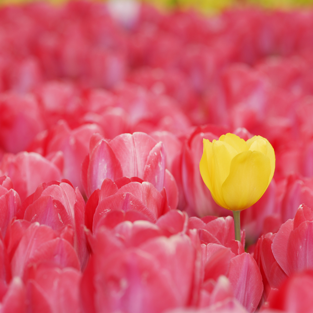 Yellow tulip standing out in a field of pink tulips